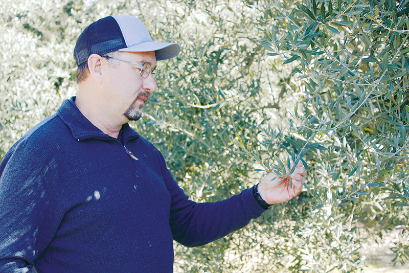 Milo Gorden ponders the future of his olive grove in Lemon Cove last week after olive processor Bell-Carter canceled most of its contracts with California olive growers. The decision means about 4,500 acres of olives will be affected in Tulare County. Photo by Patrick Dillon